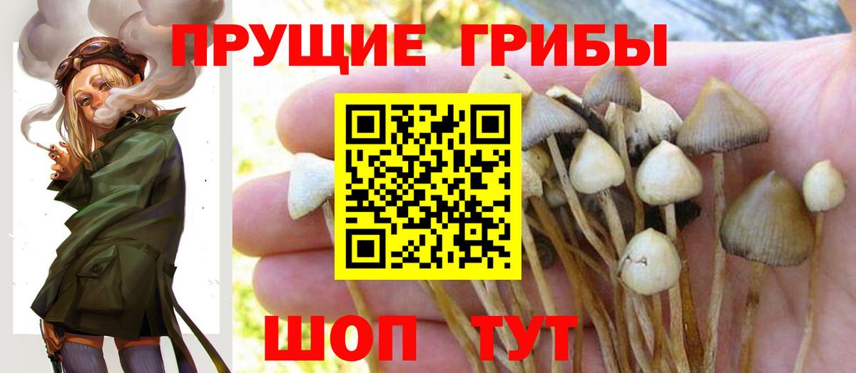 Галлюциногенные грибы Psilocybine cubensis Мариинск